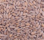 Farro 1kg